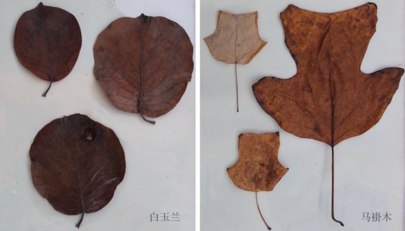 magnoliids
