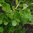plantgif